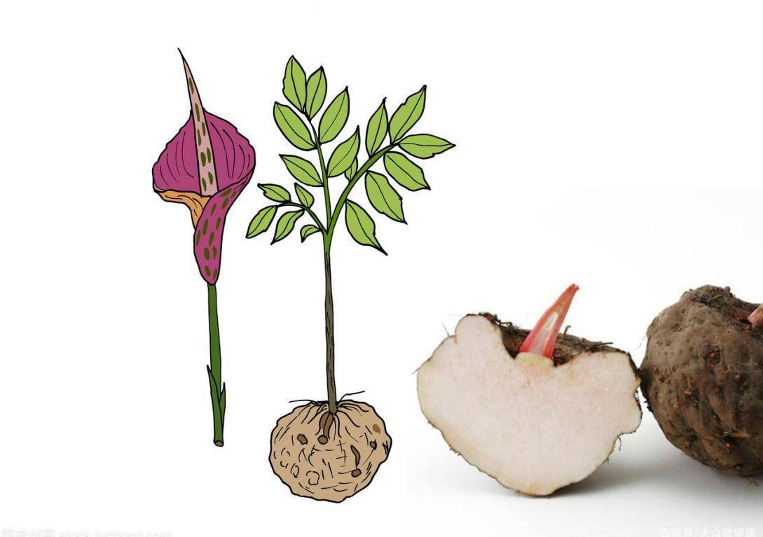 传说的"尸香魔芋"居然还能吃?吃过的还都说好?想吃就吃全享吃!