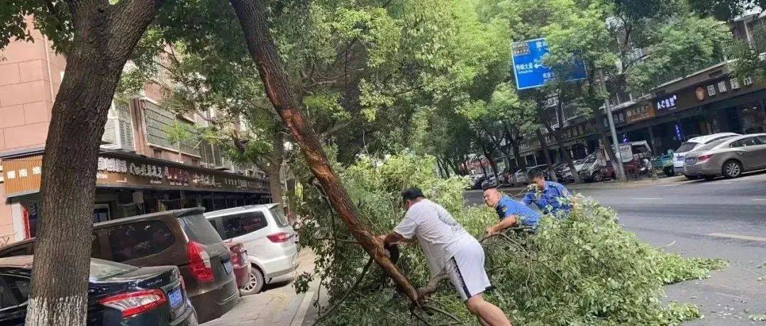 庐山市一街道出现树枝断裂，存在安全隐患！幸好···_树木_进行_中心