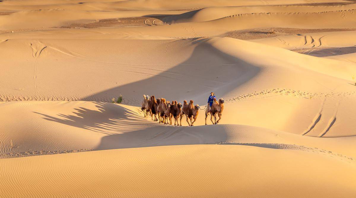 为什么骆驼可以在沙漠轻松找到水源，而人类不行？