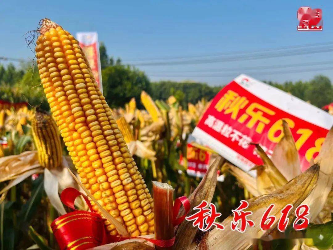 秋乐618玉米品种审定号图片