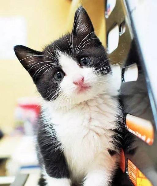 一爸爸捡了只粉嫩的小奶猫,明明不喜欢猫,带回家后画风就变了…_阿