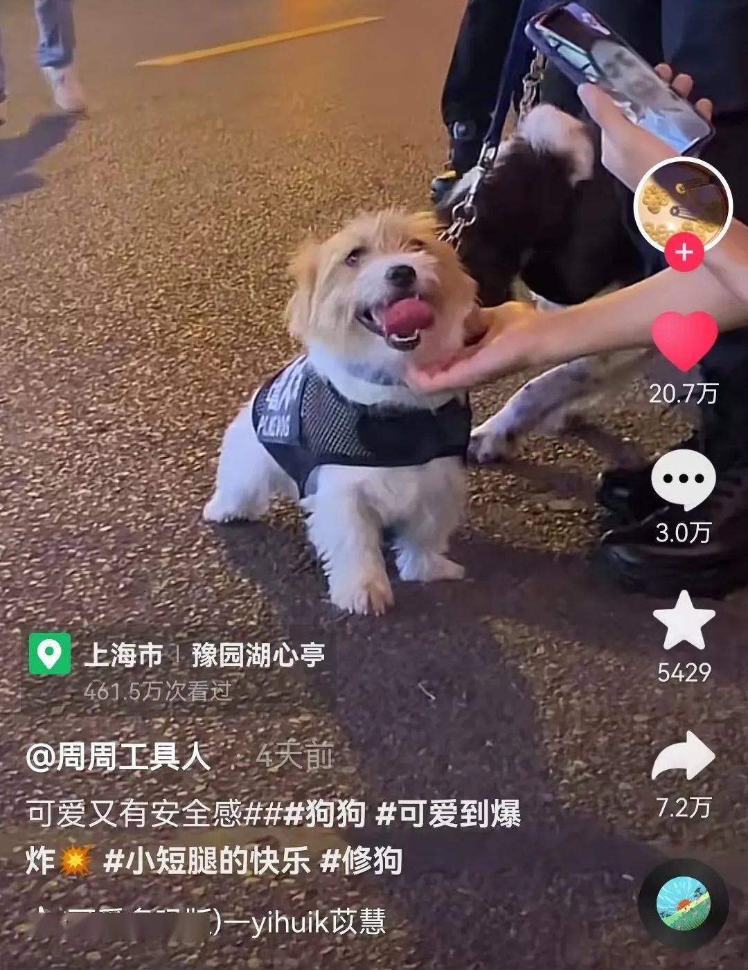 一起围观网红警犬小玖的家