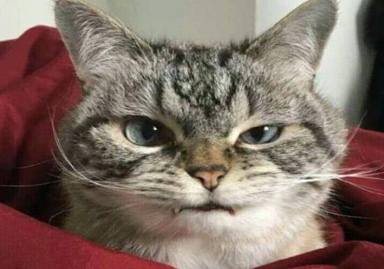 每一只都是行走的表情包,你最喜欢谁呢_猫叔_loki_主人