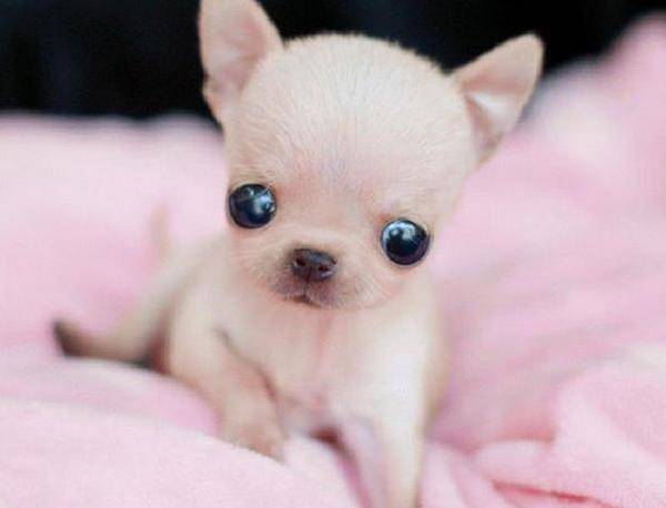 世界上最小的狗品种,吉娃娃只有9.65公分高重500公克