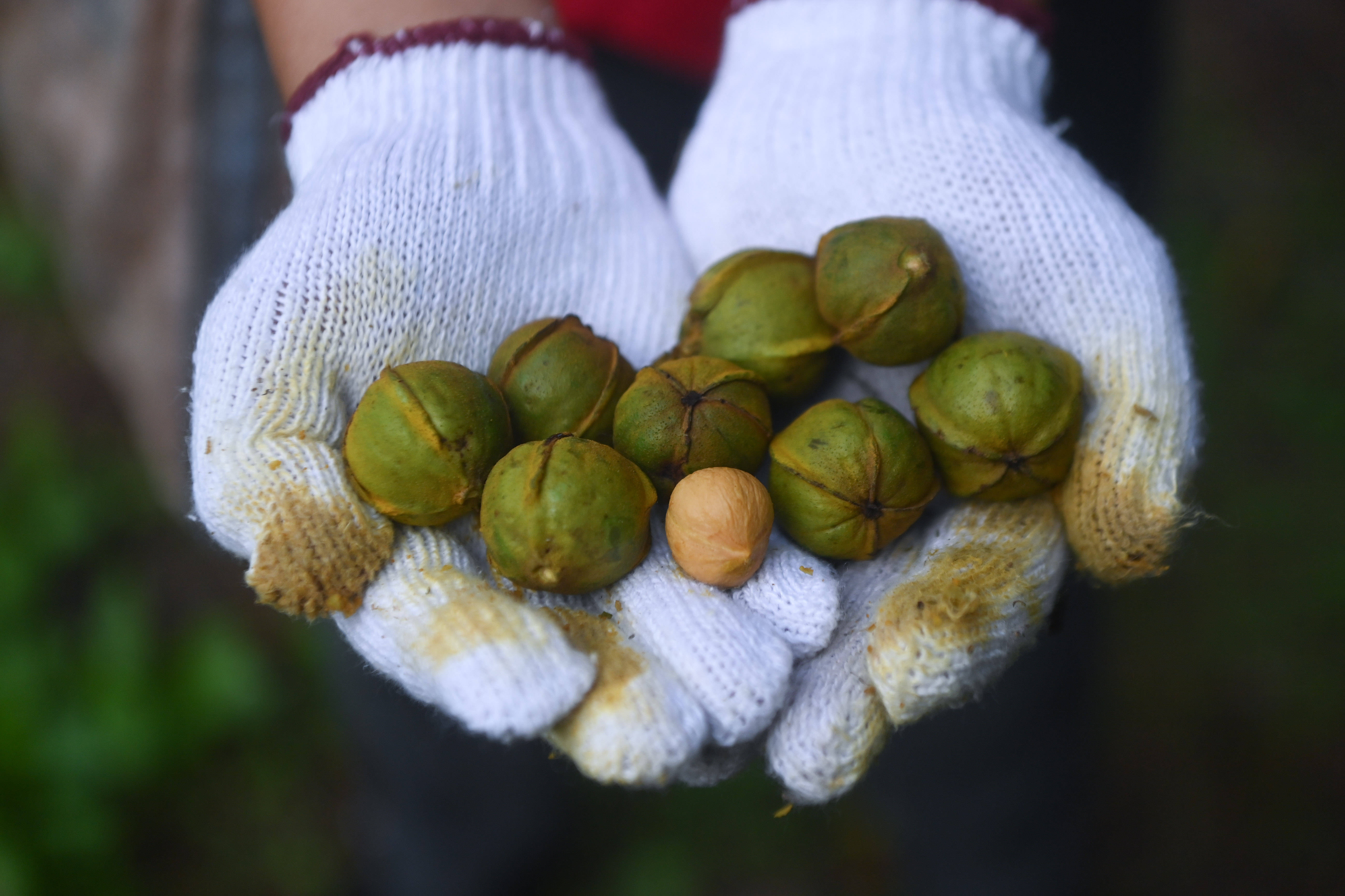 白露节气忙采收 山核桃丰收助力山村百姓致富_临岐镇_淳安_村民