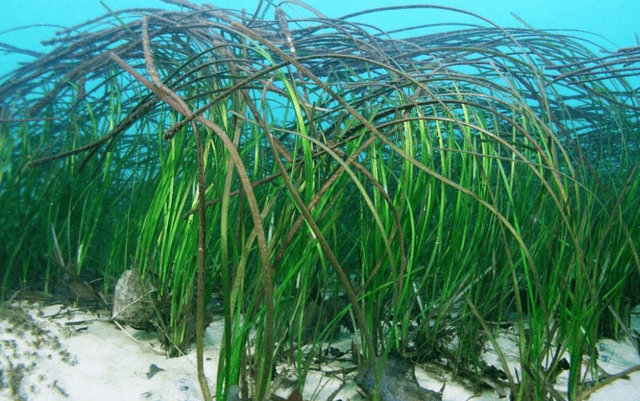 中国鳗草分布北移,根源全球变暖,对北方不是好事?_我国_变化_事情