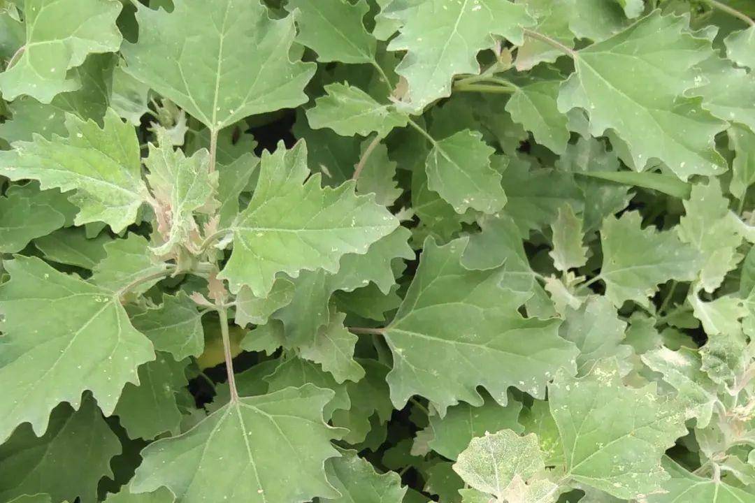 健康科普 | 季节交替,为什么秋天还会花粉过敏?_蒿属_中国_桑科