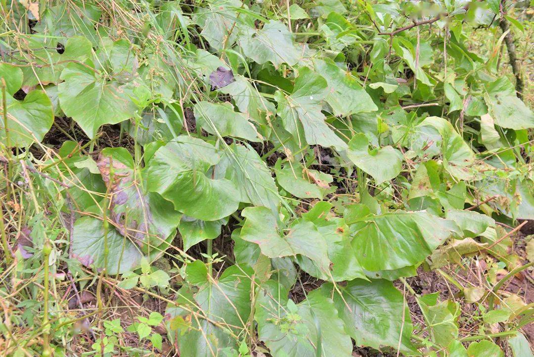 保山| 天堂山心叶百合"粉"出好生活_菠萝_江村_鳞茎