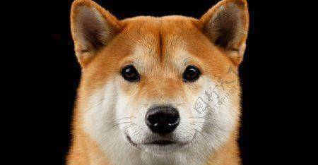 一般情况 柴犬最大能长多少斤 体重 饮食 体型 一般情况 柴犬最大能长多少斤 体重 饮食 体型