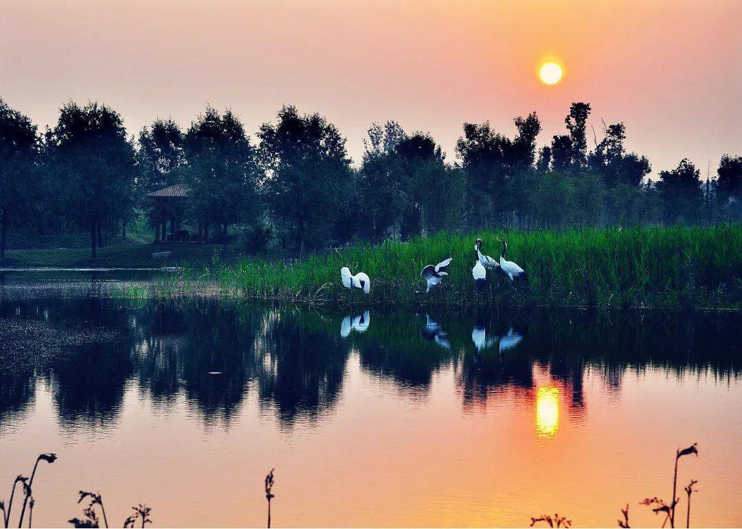 莲花湖湿地景区位置:山东省济宁市汶上县汶上街道打卡点3『 太白湖