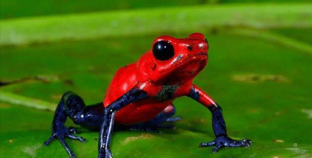 贝尔彻海蛇主要生活在澳大利亚西北部,体长可达3米.