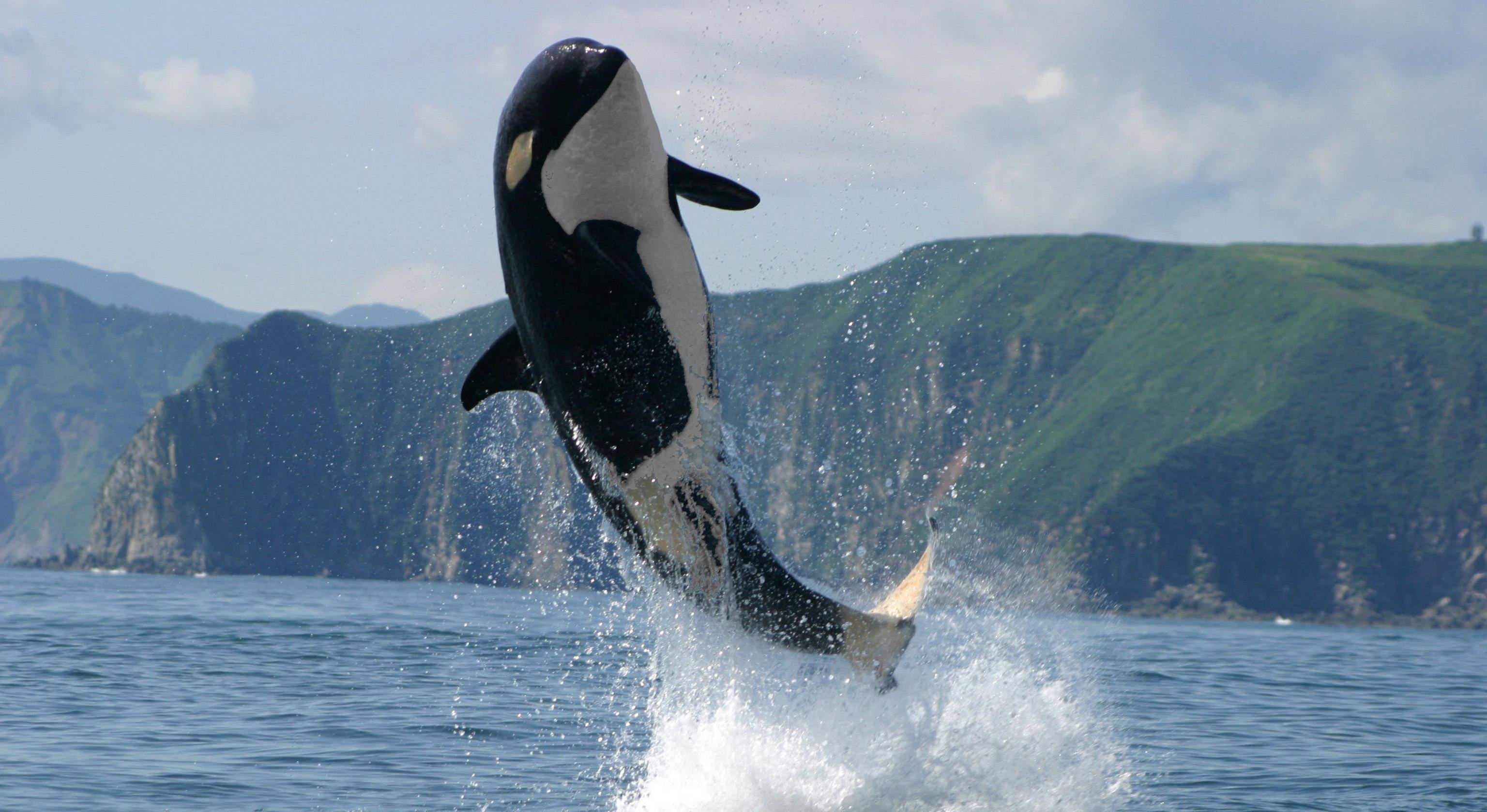 座头鲸有"殴打"虎鲸的习惯,号称"海洋绿林好汉",这是为何?