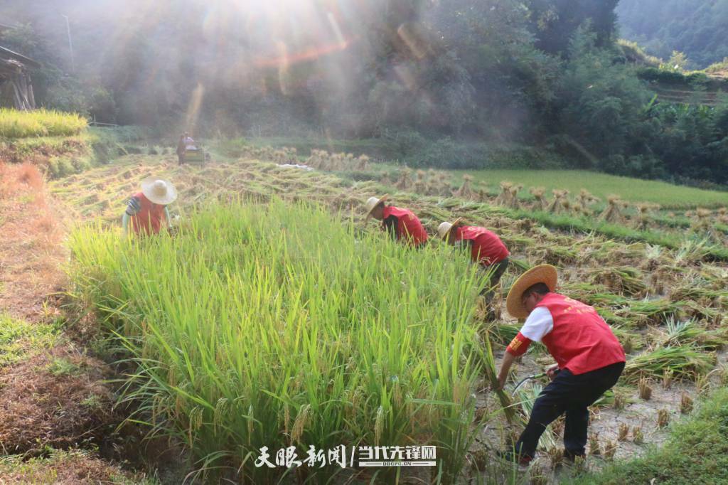 天柱县:助农收谷暖人心_村民_活动_贵州省