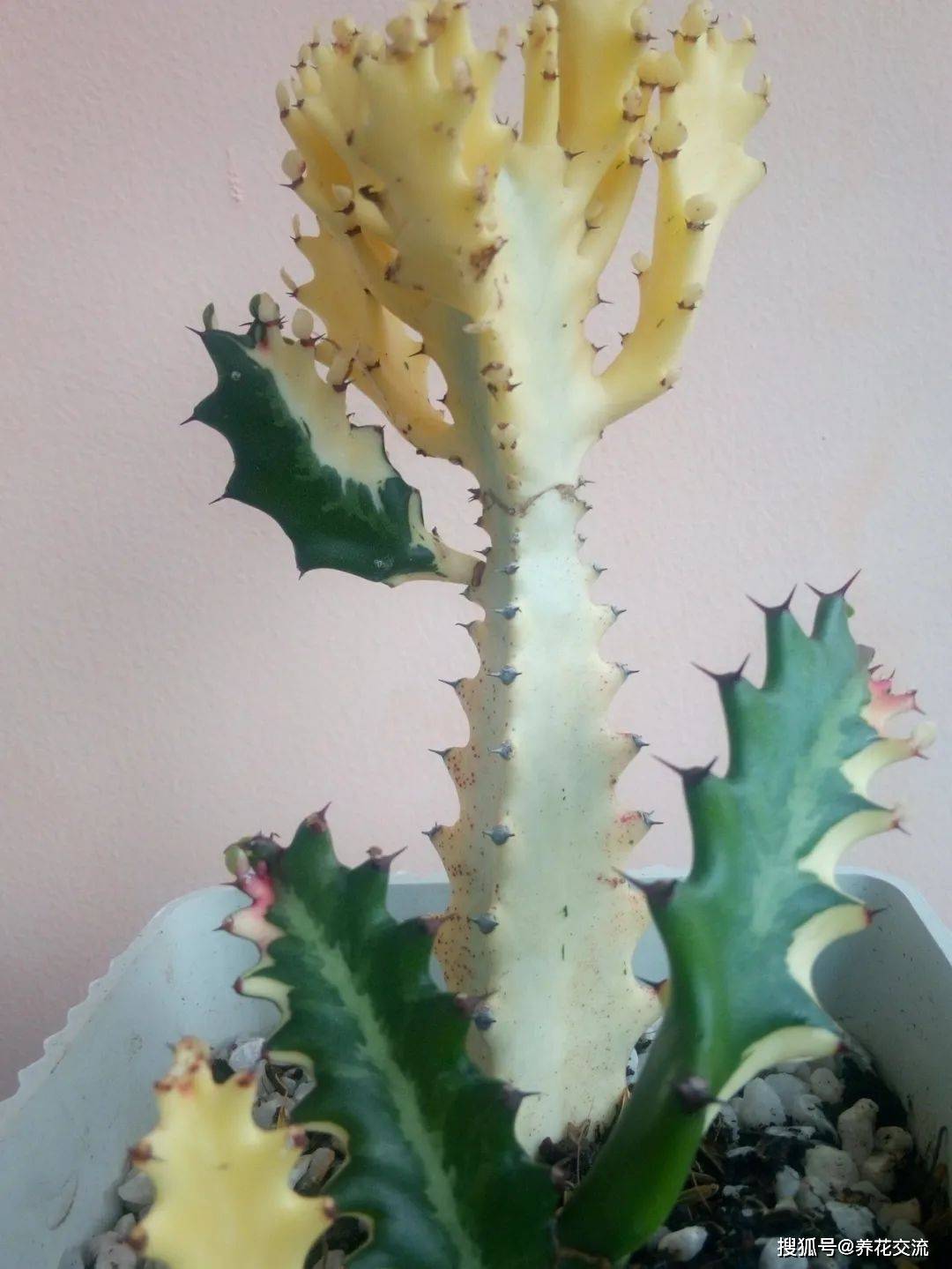 的帝锦,彩春峰,室内盆栽养不用经常打理,适合新手_lactea_植物_养护