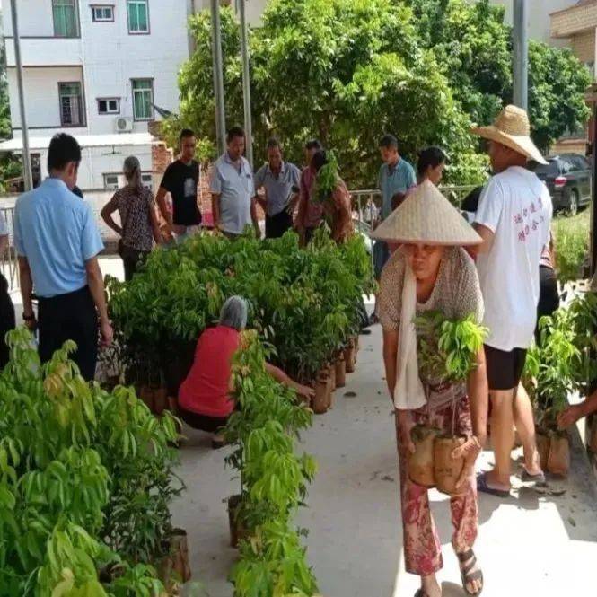 化州这里免费发荔枝苗给村民种,退桉还果!_合江镇_桉树_石头村