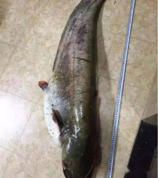 夜钓大鲶鱼的好饵料,好多人碰都不敢碰_虫子_因为_渔具
