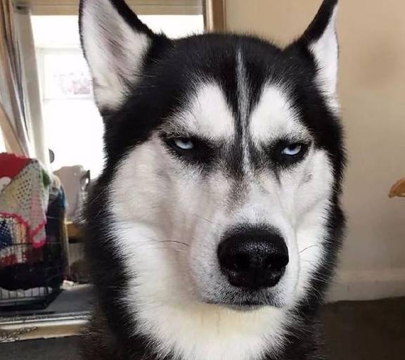 闹腾的哈士奇,总是带来不一样的惊吓,但是依旧招人喜欢_宠物_生活