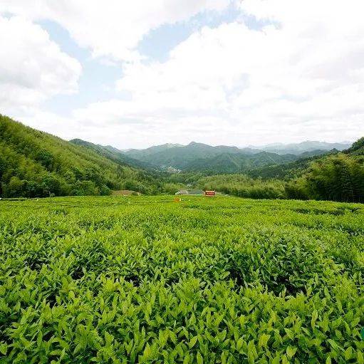 湘茶向北走世界_茶道_湖南省_内蒙古