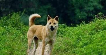 看到国人养的金毛后,明白了原因_农村_国家_英国