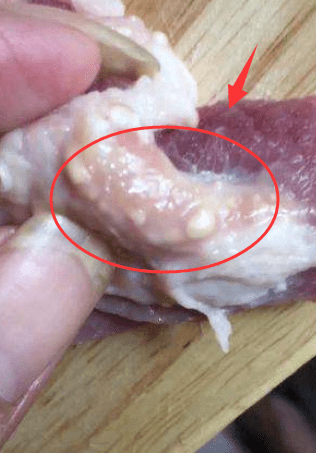 猪肉皮下脂肪粒图片图片