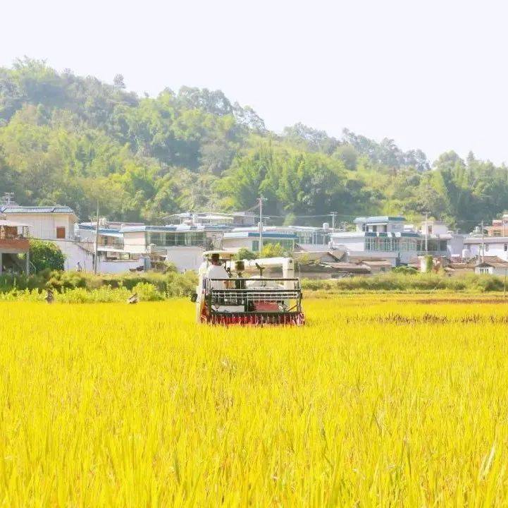 绿美双江 丰收秋季正当时_稻田_杨文灿_农业