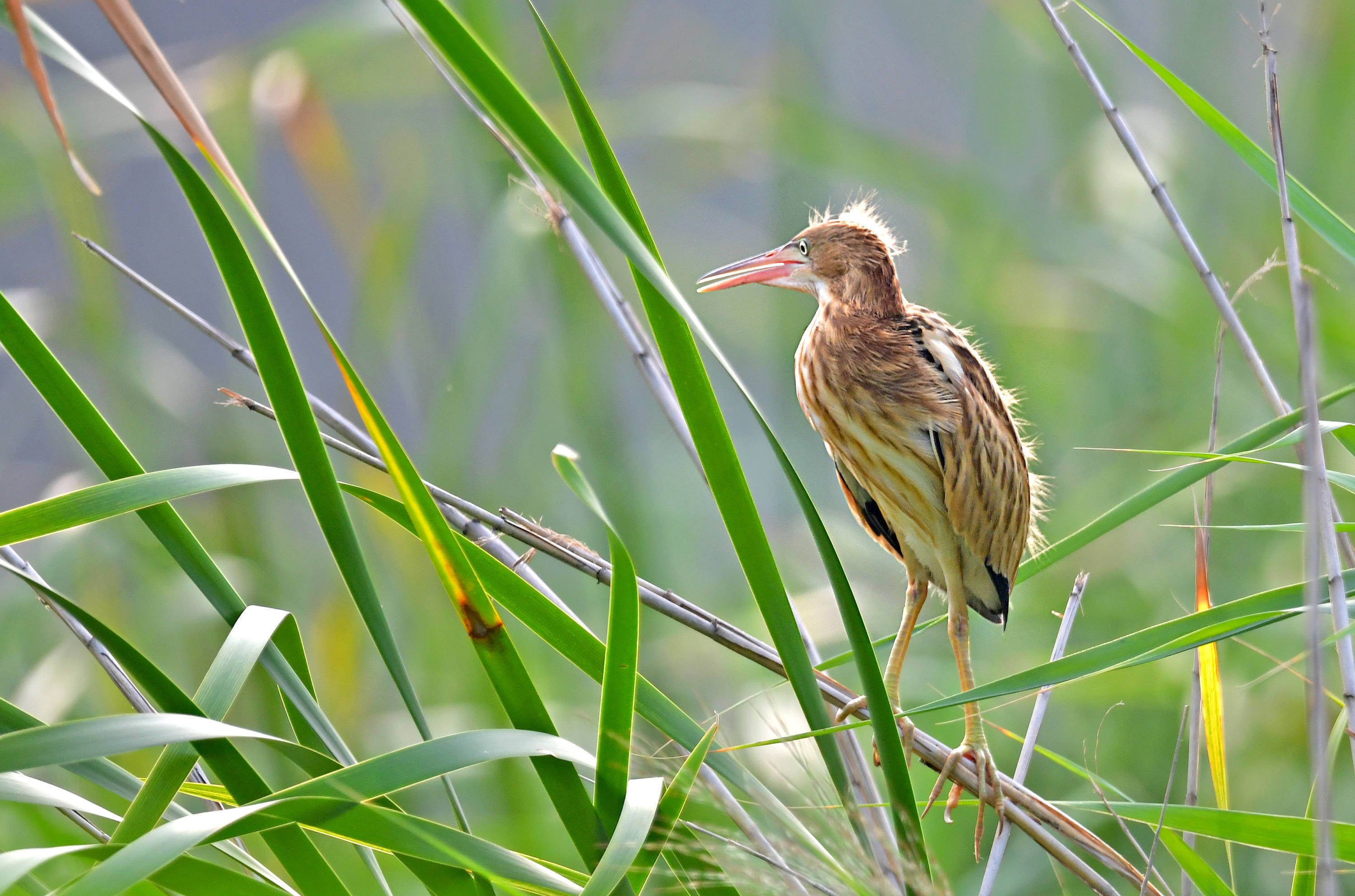 芦苇杆儿上的黄苇鳽_保护_明水_幼鸟