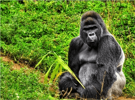 東北虎是站在食物鏈頂端的純食肉動物,銀背大猩猩是食草動物.