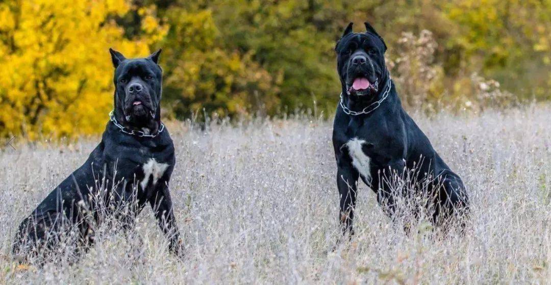 玩过这十种猛犬才叫大神,否则顶多叫"老炮儿"_家庭_警犬_菲勒