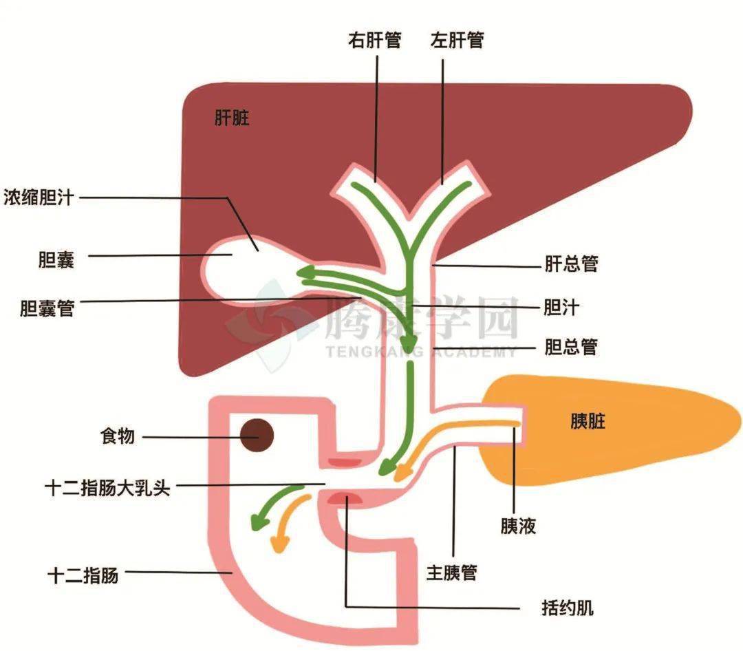 肝脏内部结构图图片