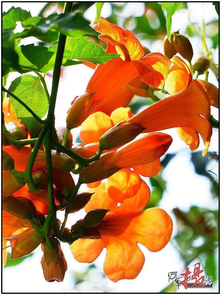 (求教:度娘介绍:凌霄花期为5-8月,这9月中旬仍繁花