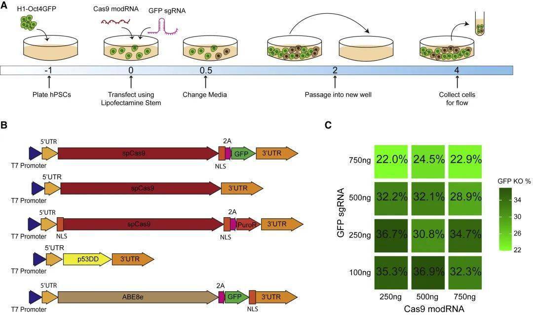 虽然 crispr-cas9 是目前最主流的基因编辑工具,广泛用于多种细胞类型