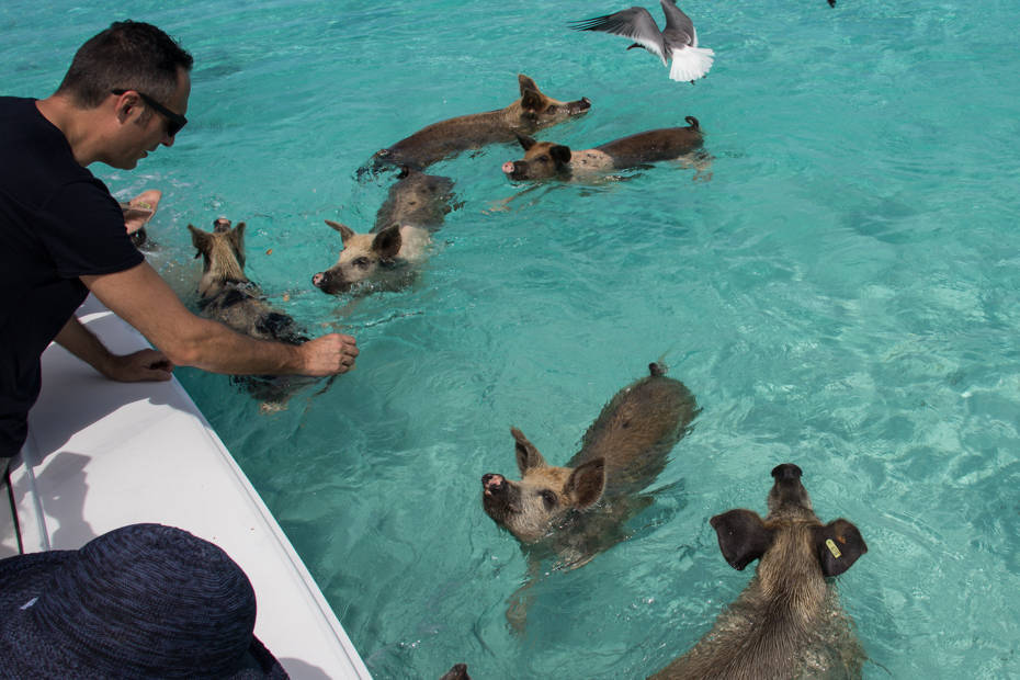 在巴哈马群岛和会游泳的猪一起逛海滩