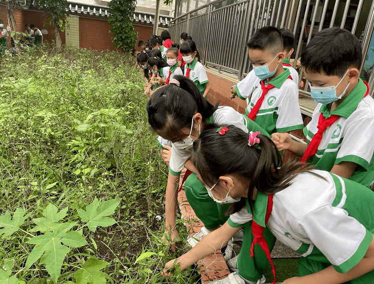 炒茶,烹飪,種藥……廣州勞動課開課,家長有話說_小學_課程_年級