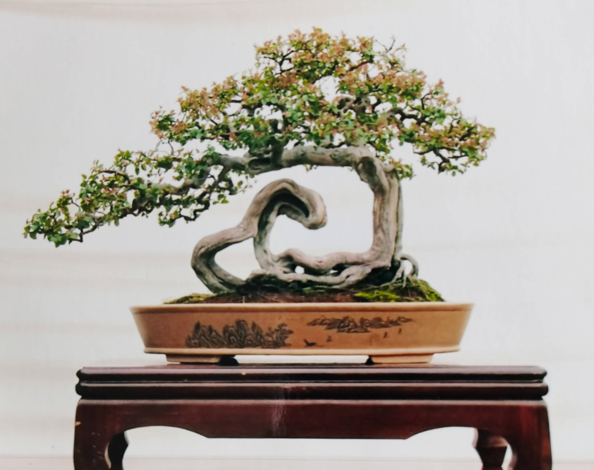 欣赏:徐伟华,1949年生于广西陆川县,现为中国盆景艺术家协会常务理事