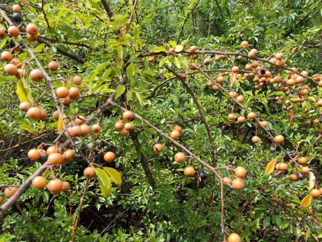 这野梨仅拇指大,吃起来很涩口,但煮熟了很美味,价值也很高,9月记得