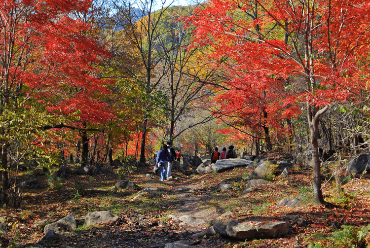 蛟河红叶谷_沿山路_才更_五花山