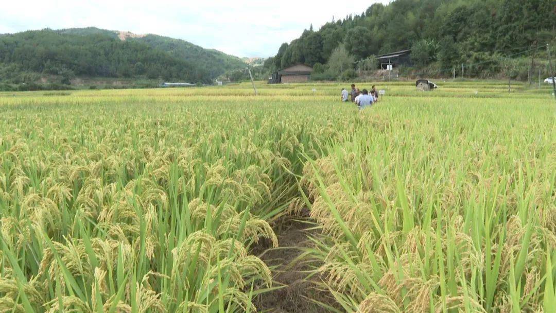 百畝優質稻示範田新品種展示助推糧食生產提質增效_推廣_水稻_甬優