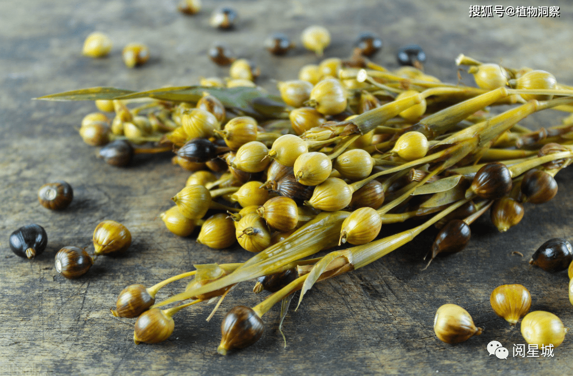 农村有1种植物,果实可用来做菩提珠子,全株都有用处!