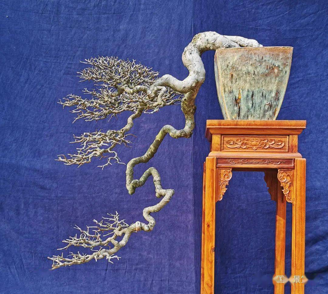 动心忍性 以气驭形——张志刚 "气贯长虹"创作谈_枝条_盆景_代干