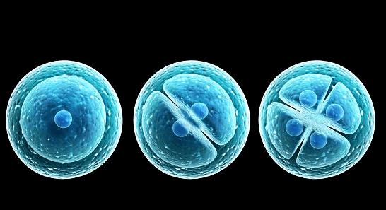 第一讲:什么是干细胞_组织_全能_单能