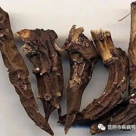 共创食安新发展,共享美好新生活——秋冬季进补,勿食毒性中药材_草乌_乌头_死亡