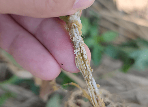 果实腐烂变褐!防治番茄白绢病一定要趁早_发病_植株_叶片