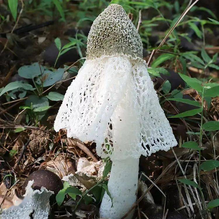 雖不在雲南,也可以買這些常見野生菌在家吃!_牛肝菌_雞樅_食用