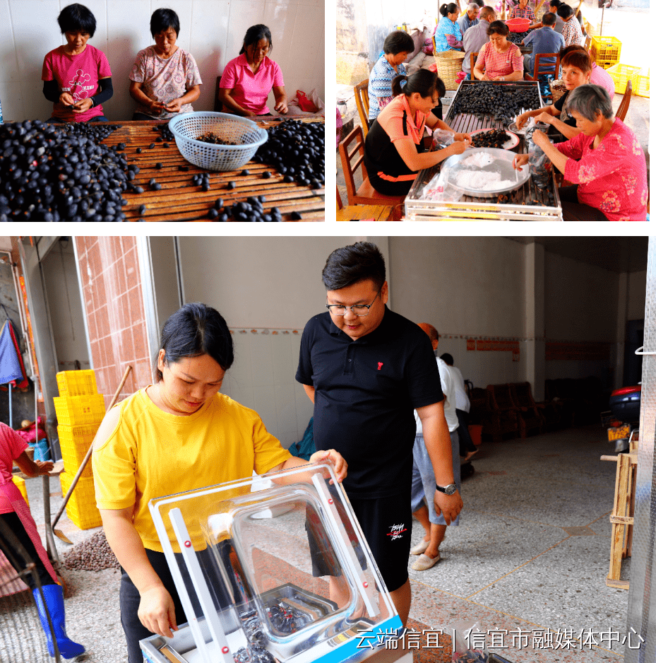 进行榄角和榄仁加工每年都收购30万斤黑榄大湾村榄农张展雄张丽华兄弟