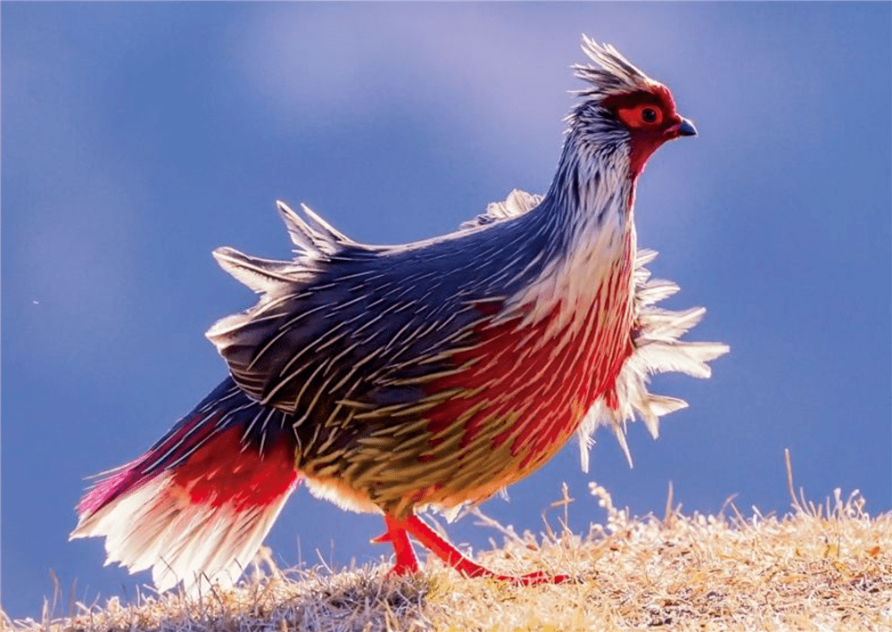 西藏发现一种怪鸡，红脸，红脚，红尾巴，被捉就不吃不喝绝食而亡