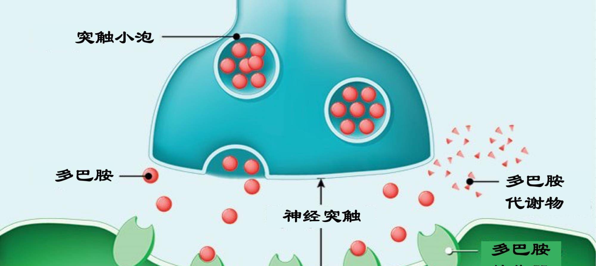 這個大腦機構的首席執行官與神經傳遞介質多巴胺處於正常的平衡狀態