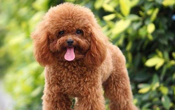 世界10大聪明犬种 都是智商特别高的狗狗 你养了哪一种 牧羊犬 性格 主人