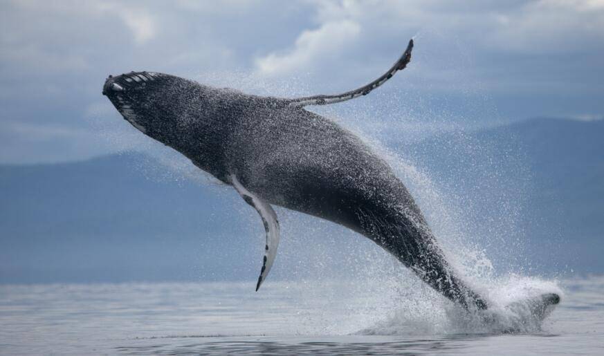 鲸鱼不断地跃出海面,很多时候都不是在换气,而应该有另外的作用_海水