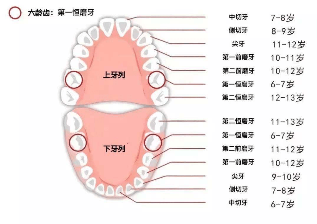 牙齿颊侧图片