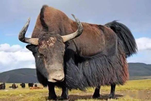 青海一头野牦牛混入家牛中,还试图攻击牧民,幸亏牧民及时躲在半米高